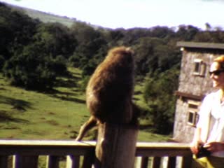 Baboons - Home Movie Clips