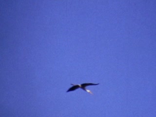 Birds - Home Movie Clips