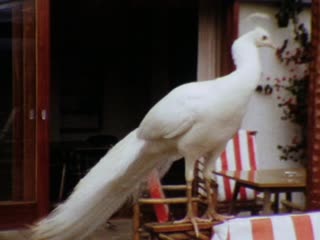 Nanyuki - Home Movie Clips