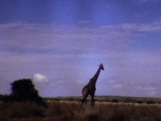 Giraffes - Home Movie Clips