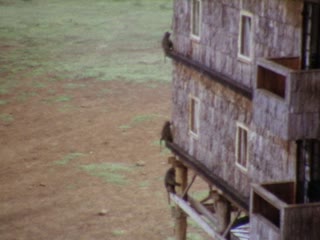 Treetops Hotel - Home Movie Clips