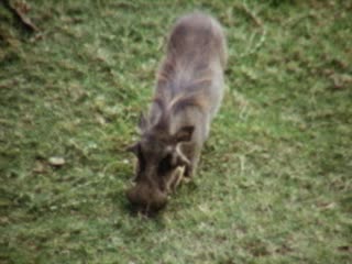Wild Boar - Home Movie Clips