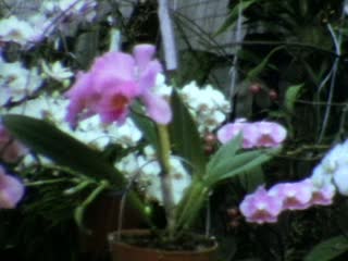 Lake Tinaroo Orchid Gardens - Home Movie Clips