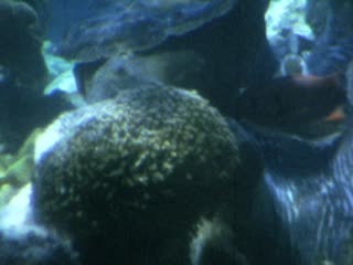 Great Barrier Reef - Home Movie Clips