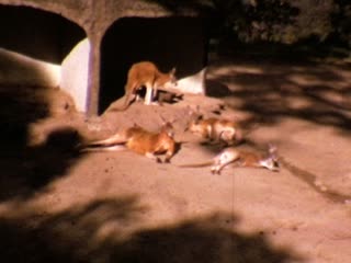 Kangaroos - Home Movie Clips