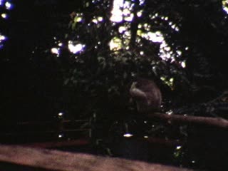 Koala Bear - Home Movie Clips