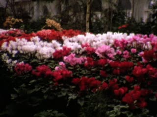 Melbourne - Home Movie Clips