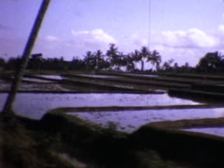 Paddy Fields - Home Movie Clips