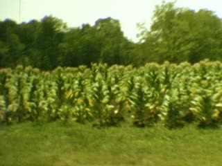 Williamsburg - Home Movie Clips