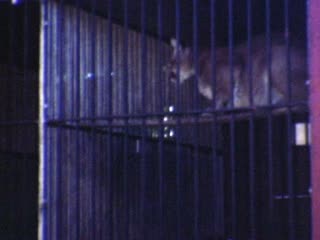 Cages - Home Movie Clips