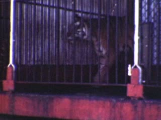 Tigers - Home Movie Clips