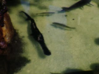 Platypus - Home Movie Clips