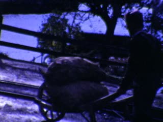 Wheelbarrows - Home Movie Clips