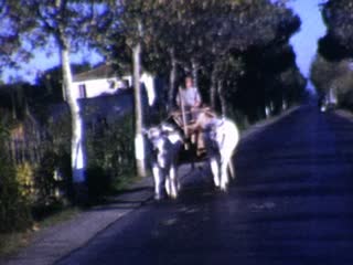 Oxen - Home Movie Clips