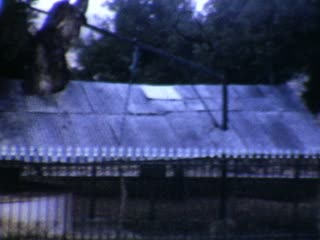 Oak of Mamre - Home Movie Clips