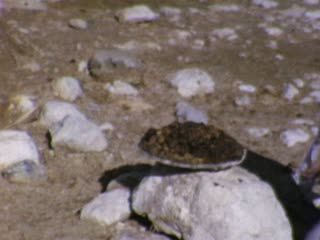 Excavation - Home Movie Clips