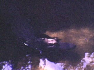 Alligators - Home Movie Clips