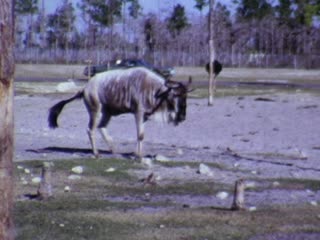 Loxahatchee - Home Movie Clips