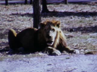 Lion Country Safari - Home Movie Clips