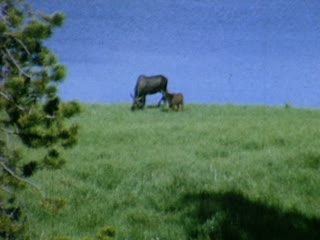 Moose - Home Movie Clips