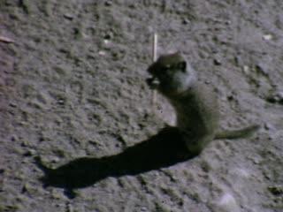 Ground Squirrel - Home Movie Clips