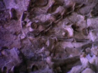 Paleontologists - Home Movie Clips