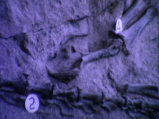 Dinosaur National Monument - Home Movie Clips