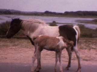 1979 - Home Movie Clips