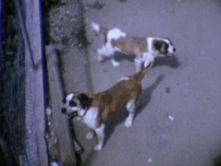 St. Bernard - Home Movie Clips