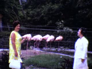 Parrot Jungle - Home Movie Clips