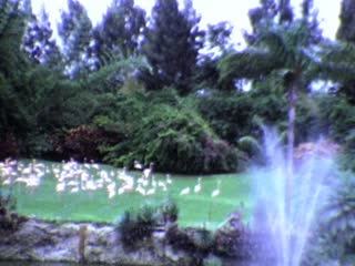 Flamingos - Home Movie Clips