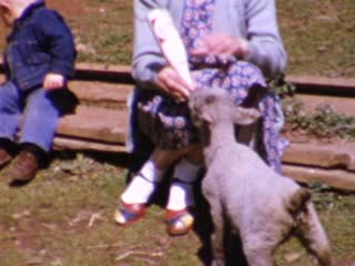 Lambs - Home Movie Clips