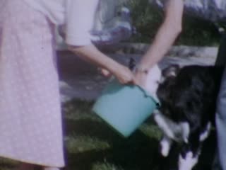 Calves - Home Movie Clips