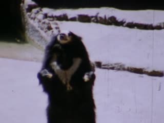 San Diego Zoo - Home Movie Clips