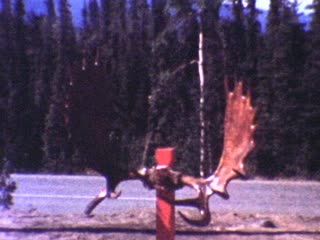 Moose Antlers - Home Movie Clips
