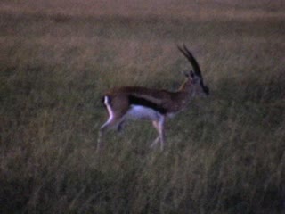 Impalas - Home Movie Clips