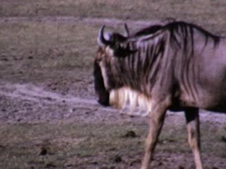 Wildebeest - Home Movie Clips