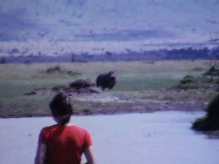 Hippopotamus - Home Movie Clips