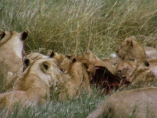 Serengeti National Park - Home Movie Clips