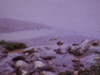 Amboseli National Park - Home Movie Clips